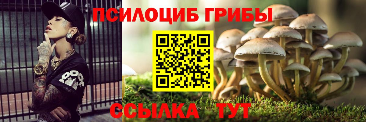 Новозыбков  Псилоцибиновые грибы Psilocybine cubensis  Вход с VPN 